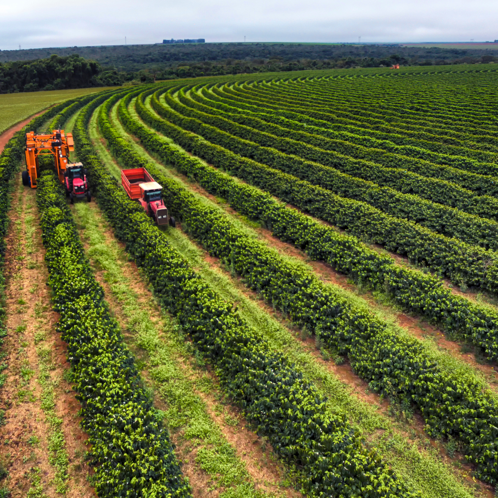 chamada de açao pagina classificação de cafe